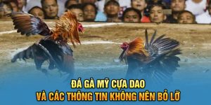 Đá Gà Mỹ Cựa Dao Và Các Thông Tin Không Nên Bỏ Lỡ